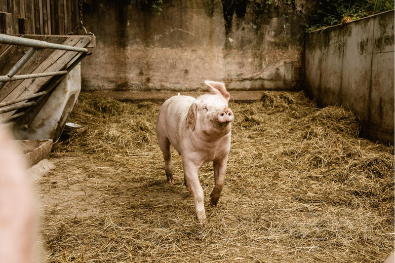 Heuschwein vom Hof