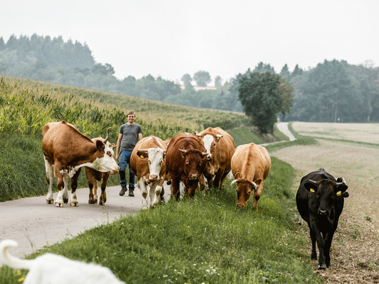 KI generiert: Ein Mann führt eine Herde Kühe auf einem ländlichen Weg entlang grüner Felder.