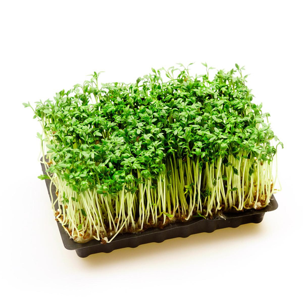 Produktfoto zu Kresse (Schale)