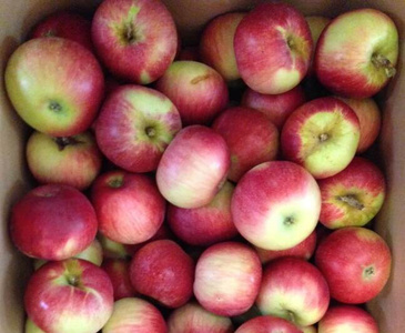 KI generiert: Das Bild zeigt eine Kiste voller roter und gelber Äpfel. Die Äpfel sind eng aneinander geschichtet und wirken frisch.