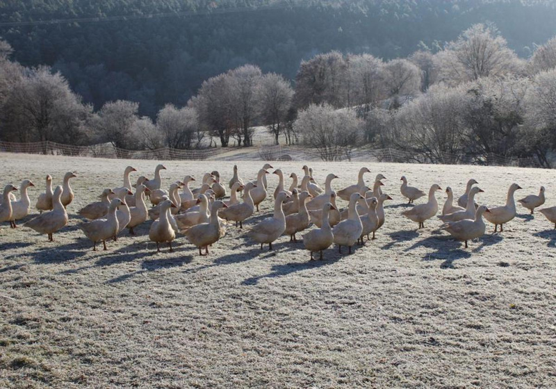 Frische regionale Gänse vom Neuhof Goyert