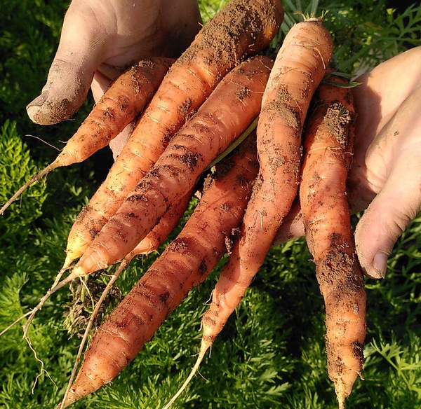 Produktfoto zu Möhren ungewaschen - Sorte Dolciva_Bolero