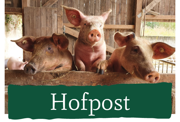 KI generiert: Drei Schweine schauen neugierig über einen Zaun. Text: "Hofpost".