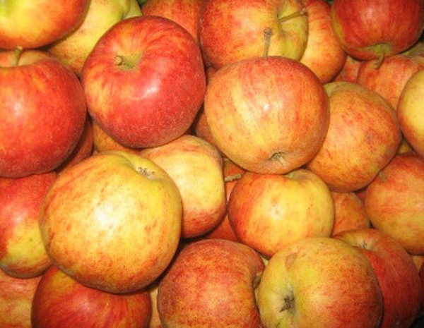 Produktfoto zu Äpfel Resi