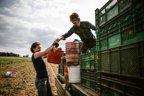 KI generiert: Zwei Personen laden Kisten und Eimer auf einem Feld auf einen Lkw.