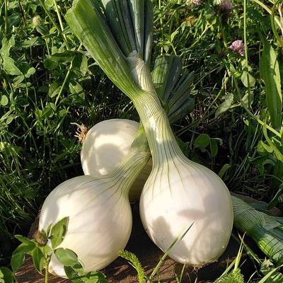 Produktfoto zu frische Gemüsezwiebeln