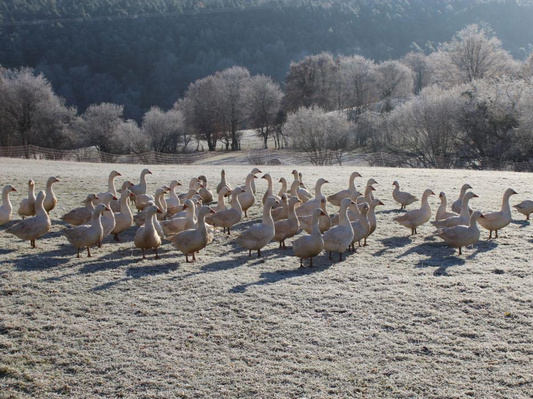 KI generiert: Eine Gruppe Gänse auf einer frostbedeckten Wiese im Winter.
