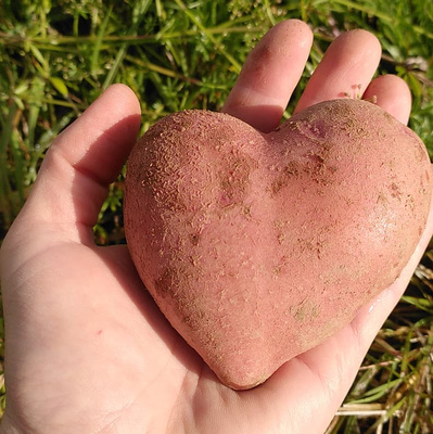 KI generiert: Eine Hand hält eine herzförmige Kartoffel vor grünem Hintergrund.