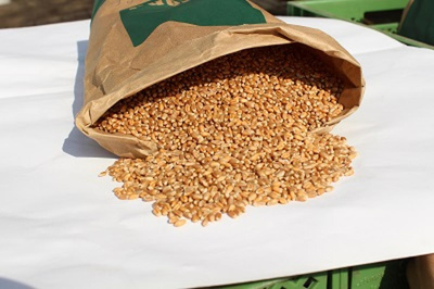 Produktfoto zu Weizen, 25 kg Sack