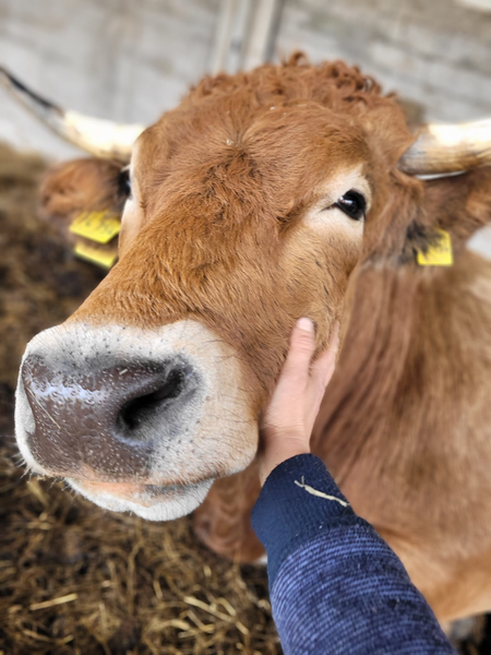 KI generiert: Ein Mann streichelt freundlich den Kopf einer nah aufgenommenen Kuh.