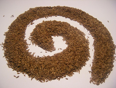 Produktfoto zu Kümmel, 50g