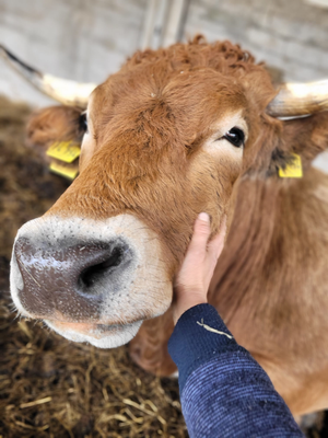 KI generiert: Eine Hand streichelt eine braune Kuh im Stall.