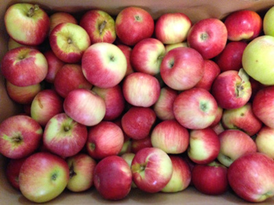 Produktfoto zu Äpfel Akane