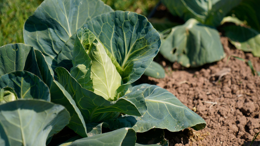 Rezeptbild für Fruchtiger Kohlsalat