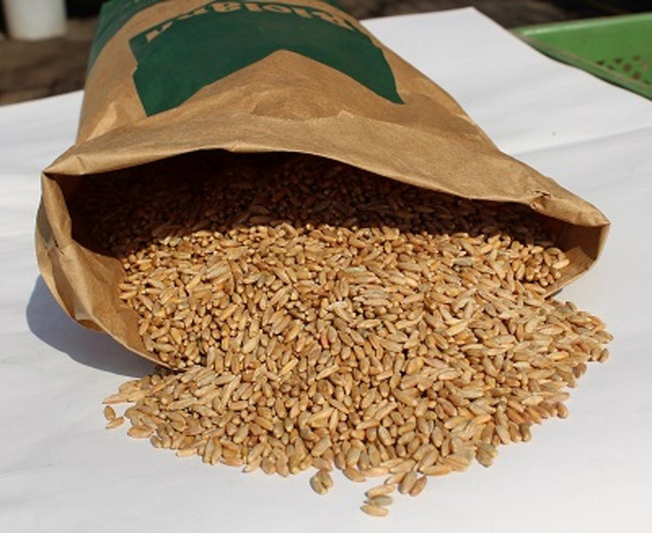 Produktfoto zu Roggen, 25 kg  Sack