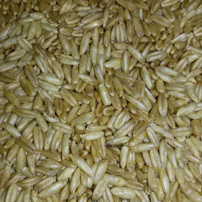 Produktfoto zu Nackthafer, 25 kg Sack