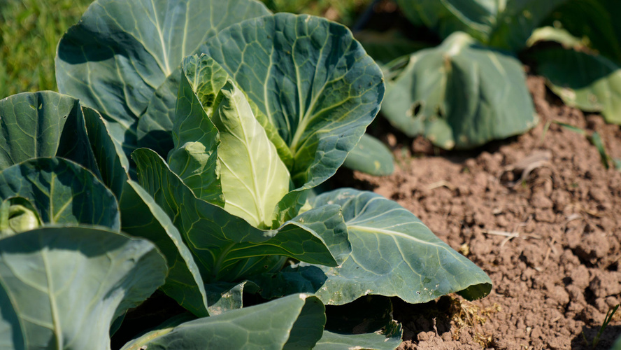 Rezeptbild für Gemüselasagne mit Kohl und Möhren