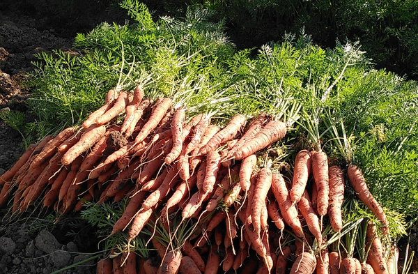 KI generiert: Frisch geerntete Möhren mit grünem Laub, die aufgetürmt auf dem Boden liegen.