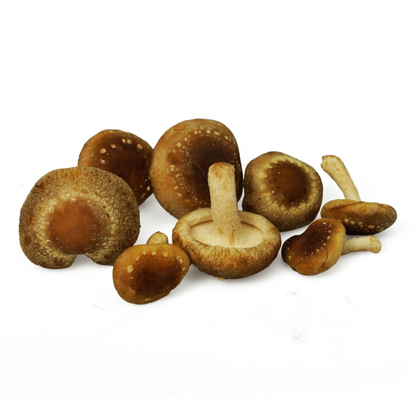 Produktfoto zu Shiitake Pilze