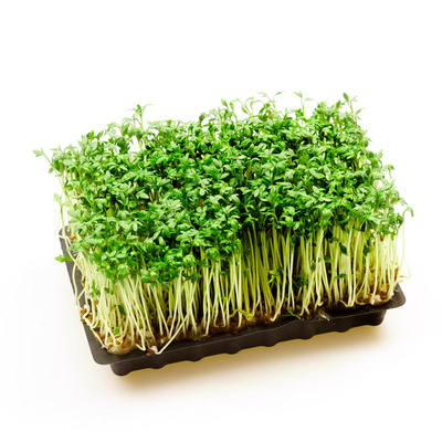 Produktfoto zu Kresse (Schale)