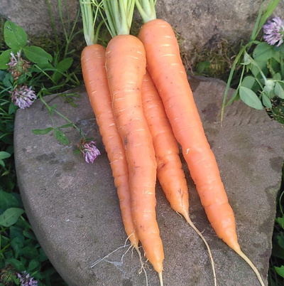 Produktfoto zu Möhren gewaschen - Sorte Dolciva_Bolero