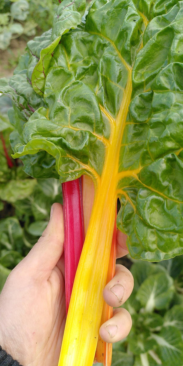 Produktfoto zu Mangold bunt