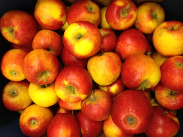 Produktfoto zu Äpfel Pilot (fest, knackig, süß)