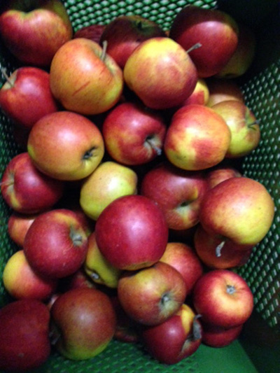 Produktfoto zu Äpfel Reika